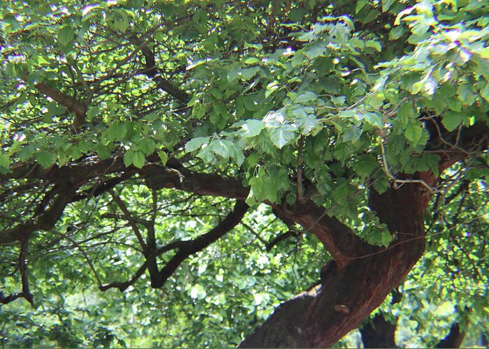 Trees Greeting Card featuring the photograph Central Park Trees by Kenneth Pope