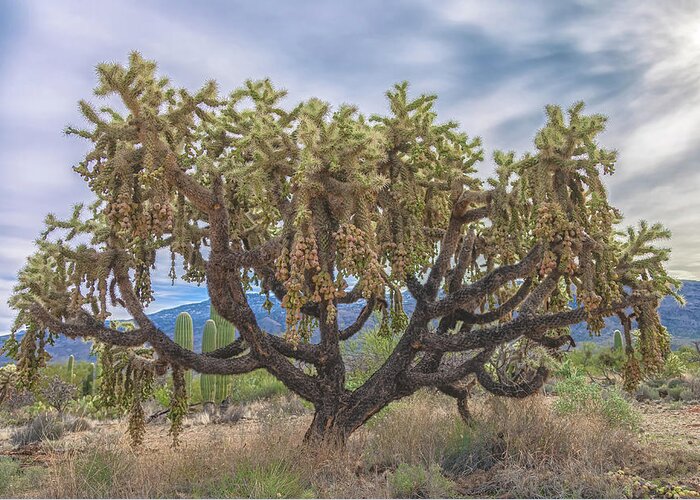 Chain-fruit Cholla Greeting Card featuring the photograph Chained-fruit Cholla by Jonathan Nguyen
