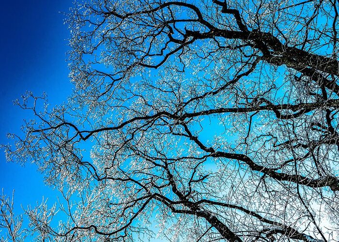 Abstract Greeting Card featuring the photograph Chaotic System Of Ice Covered Tree Branches With Blue Sky by Andreas Berthold
