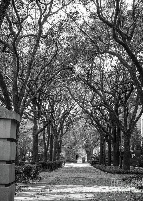 Charleston Greeting Card featuring the photograph Charleston Waterfront Park walkway, S.C, black and white. by Sturgeon Photography