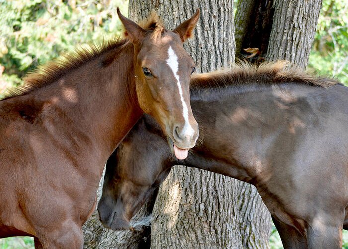 Mustang Horse Greeting Card featuring the photograph Cheeky Posa by Listen To Your Horse