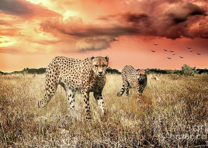 Cheetah Greeting Card featuring the photograph Cheetah Hunt by Ed Taylor