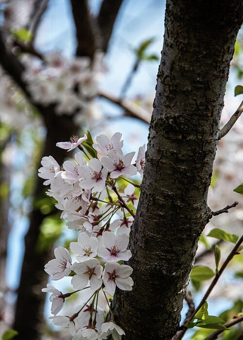 Cherry Blossoms Greeting Card featuring the photograph Cherry Blossoms - 22 by David Bearden
