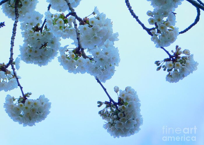 Cherry Blossoms Greeting Card featuring the photograph Cherry Blossoms Series Blu Elettrico by Fantasy Seasons