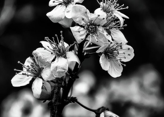 Cherry Blossoms Greeting Card featuring the photograph Cherry Blossoms BW by Flees Photos