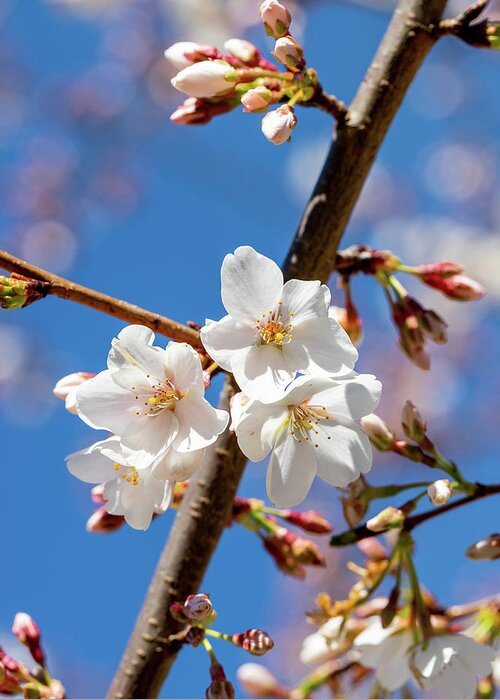 Flowers Greeting Card featuring the photograph Cherry Blossoms by David Beechum