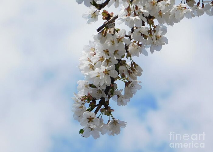 Cherry Blossoms Greeting Card featuring the photograph Come Nuvole by Stefania Caracciolo