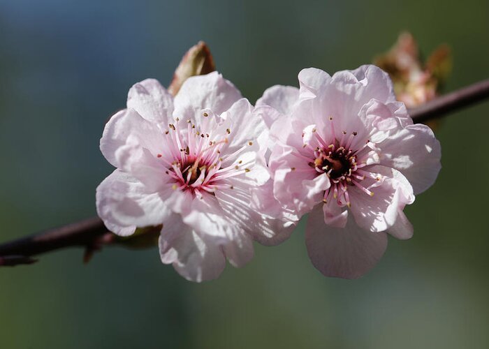 Plum Extract Greeting Card featuring the photograph Cherry Blossoms by Tammy Pool