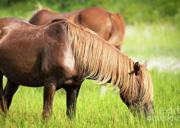 Horse Greeting Card featuring the photograph Chestnut horse grazing in a meadow by Rehna George