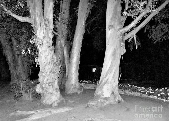 Five Trees Greeting Card featuring the photograph Chiaroscuro In Nature by Rosanne Licciardi