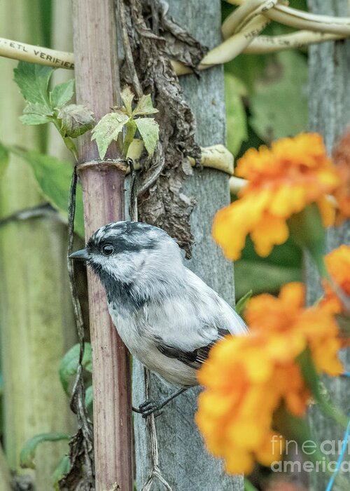 A Rare Leucistic Chickadee Perches Beyond Some Bright Marigolds In A Garden In Washington State. Greeting Card featuring the photograph Chickadee and Marigolds by Kristine Anderson