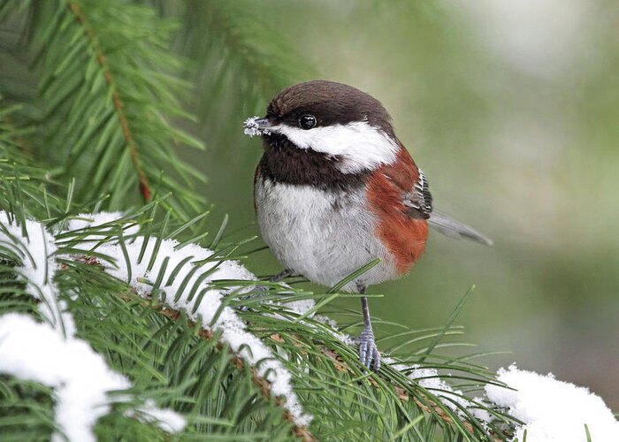 Chickadee Greeting Card featuring the photograph Chickadee Eating Snow - Square Version by Peggy Collins