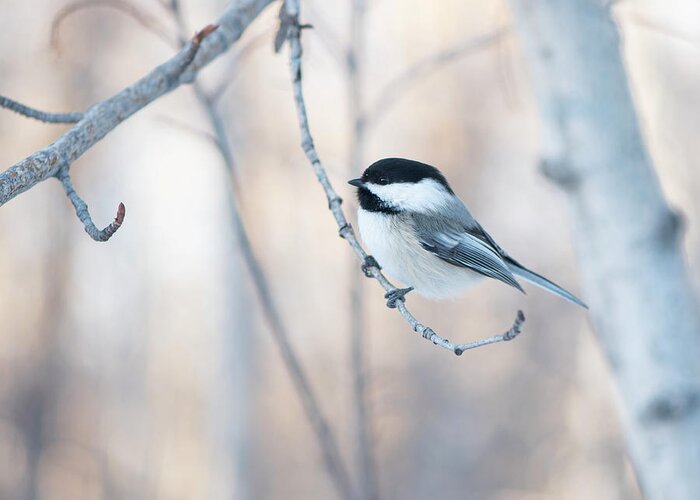 Chickadee Greeting Card featuring the photograph Chickadee by Karen Rispin
