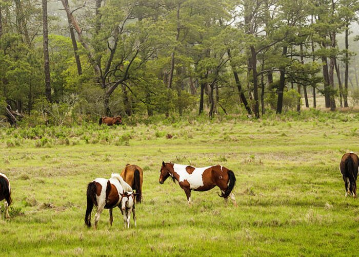 Chincoteague Greeting Card featuring the photograph Chincoteague Pony Herd by Dale R Carlson