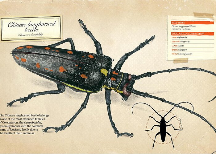Childhood Greeting Card featuring the digital art Chinese longhorned beetle by Album