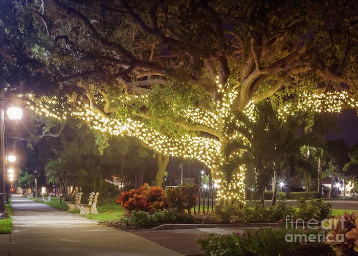 Michael Walsh Greeting Card featuring the photograph Christmas Lights at Centennial Park in Venice, Florida 2 by Liesl Walsh