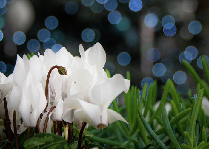 Winter Greeting Card featuring the photograph Christmas Cyclamen Bokeh by Kristia Adams