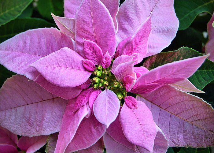 Holiday Greeting Card featuring the photograph Christmas Poinsettia by Amy Dundon