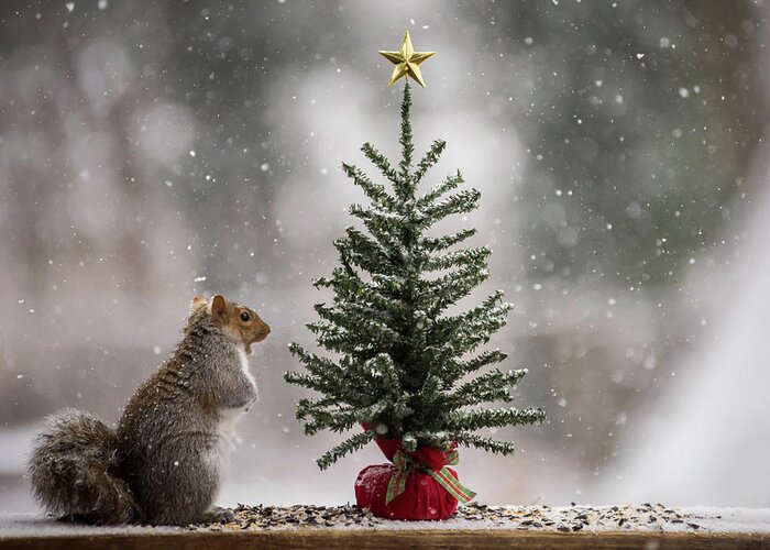 Christmas Squirrel Find The Magic Greeting Card featuring the photograph Christmas Squirrel Find The Magic by Terry DeLuco