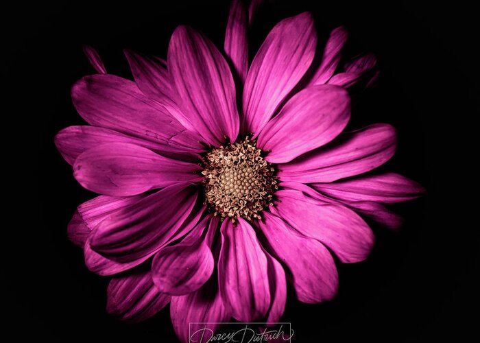 Magenta Flower Greeting Card featuring the photograph Chrysanthemum by Darcy Dietrich