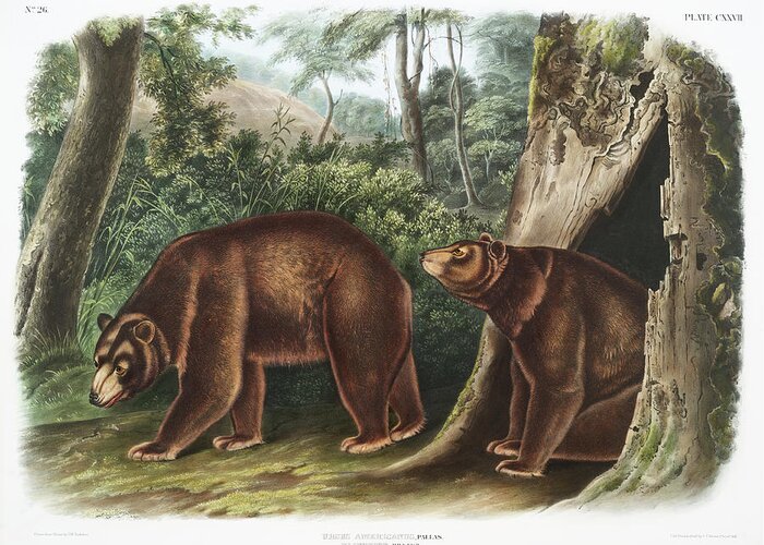 America Greeting Card featuring the mixed media Cinnamon Bear. John Woodhouse Audubon by World Art Collective