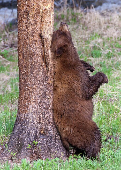 Bear Greeting Card featuring the photograph Cinnamon Black Bear scratching its back by Wesley Aston