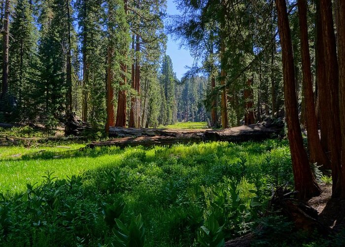 Circle Meadow Greeting Card featuring the photograph Circle Meadow Sequoia National Park by Brett Harvey