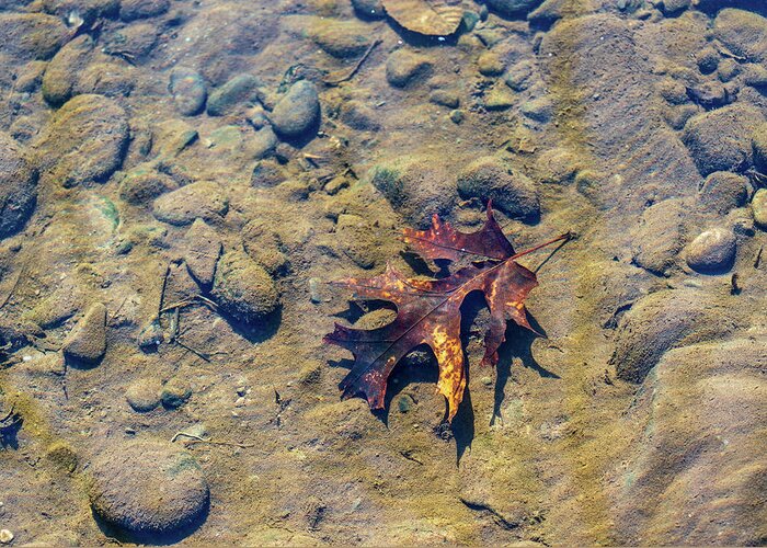 Landscapes Greeting Card featuring the photograph Clean Water - Delaware River - Underwater Photography by Amelia Pearn