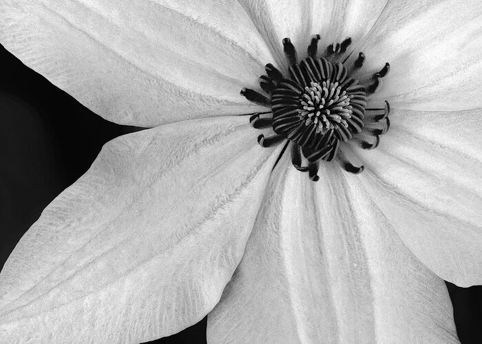 Clematis Greeting Card featuring the photograph Clematis Flower BW by Susan Candelario