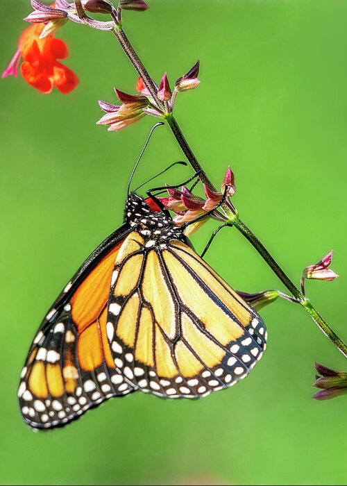 Butterfly Greeting Card featuring the photograph Climbing Up the Stalk by Betty Eich