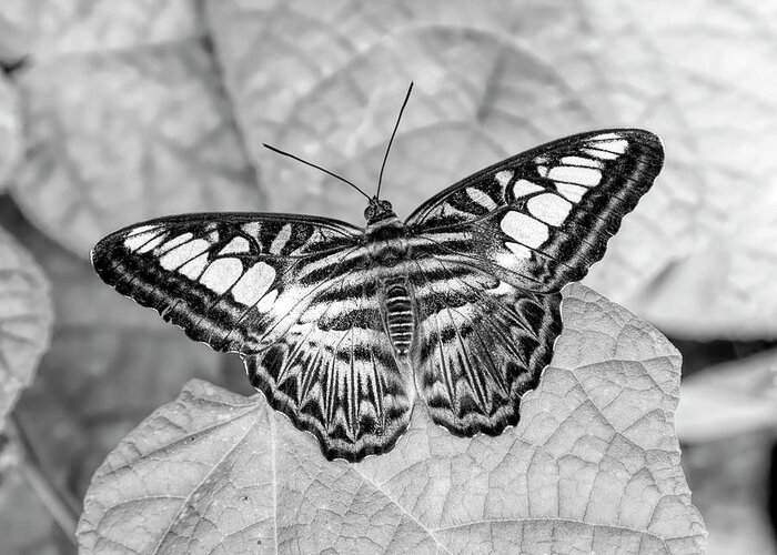Clipper Greeting Card featuring the photograph Clipper Butterfly on Leaf BW by Elisabeth Lucas