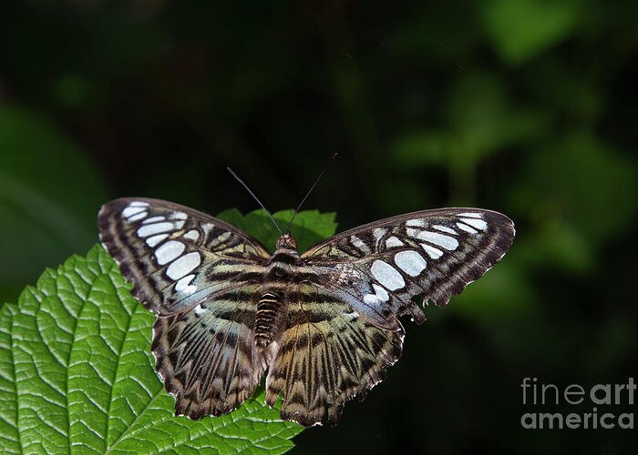 Clipper Greeting Card featuring the photograph Clipper Butterfly One by Elisabeth Lucas
