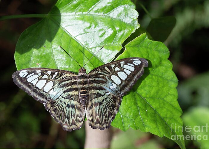Clipper Greeting Card featuring the photograph Clipper Butterfly Six by Elisabeth Lucas