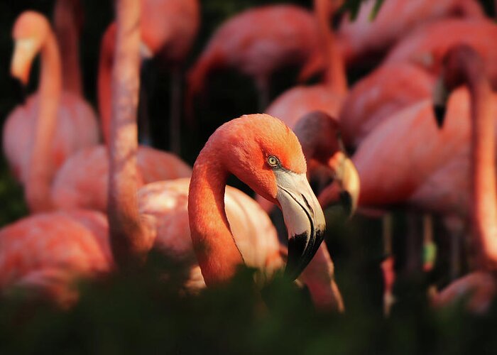 American Flamingo Greeting Card featuring the photograph Head american flamingo, Phoenicopterus ruber, from bushes by Vaclav Sonnek