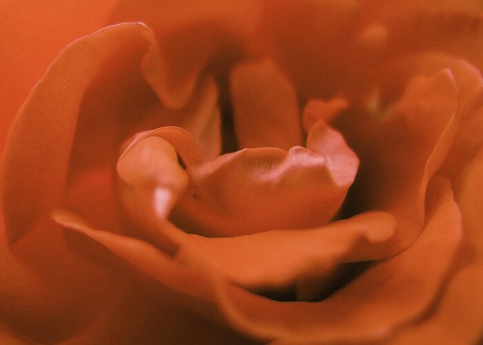 Abstract Greeting Card featuring the photograph Close-up Rose Flower by Martin Vorel Minimalist Photography