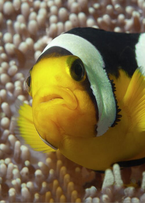 Clown Anemonefish Greeting Card featuring the photograph Close-Up of Nemo fish - by Ute Niemann