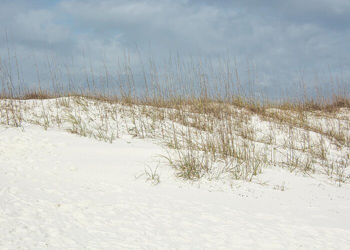 Sea Oats Growing On Sand Dune Greeting Card featuring the photograph Coastal Sand Dune by Pamela Williams