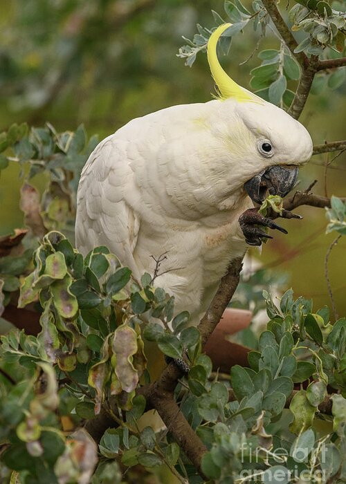 Wildlife Greeting Card featuring the photograph Cockatoo 10 by Werner Padarin