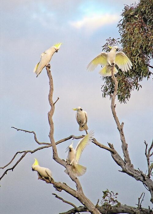Australia Greeting Card featuring the photograph Cockatoos 3- Canberra - Australia by Steven Ralser