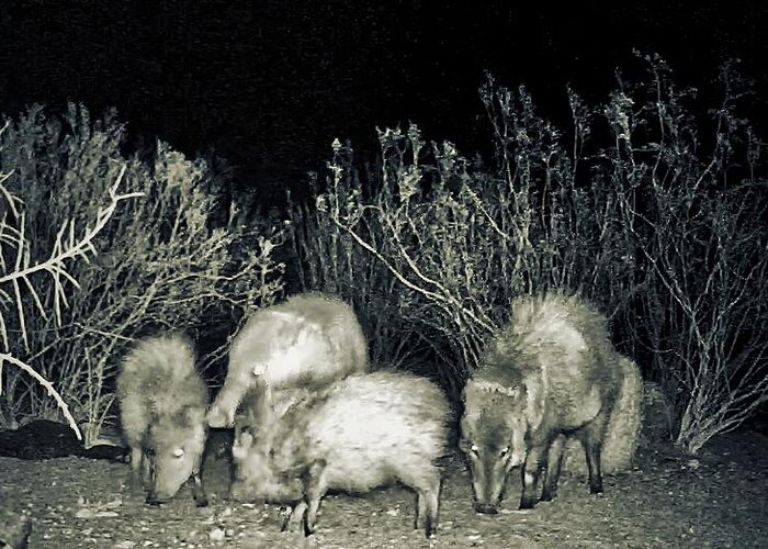Animals Greeting Card featuring the photograph Collared Peccary or Javelina Herd at Night by Judy Kennedy