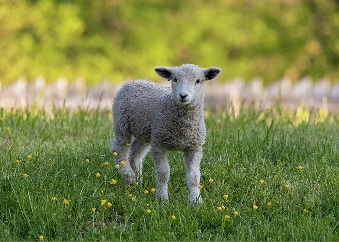 Sheep Greeting Card featuring the photograph Colonial Lamb in the Buttercups by Lara Morrison