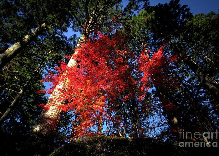 Naturephotography Nature Autumnleaves Trees Greeting Card featuring the photograph Color 312 by Fine art photographer Julie