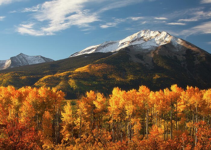 Aspen Greeting Card featuring the photograph Colorado Gold by Darren White