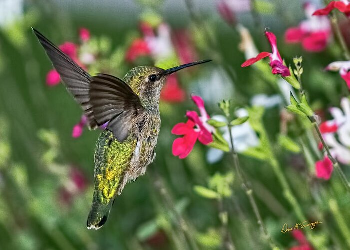 Hummingbird Greeting Card featuring the photograph Colorful Hummer by Dan McGeorge