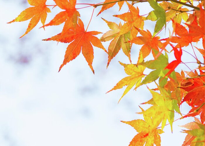 Acer Greeting Card featuring the photograph Colorful maple leaves on branch, square crop by Viktor Wallon-Hars