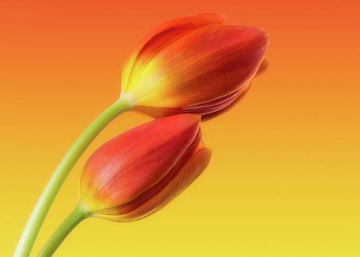 Tulips Greeting Card featuring the photograph Colorful Tulips by Wim Lanclus