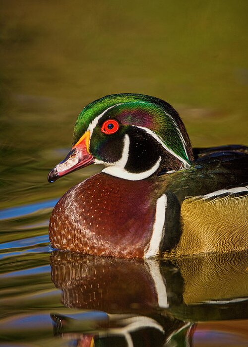Aix Sponsa Greeting Card featuring the photograph Colorful Wood Duck Portrait by Mark Graf