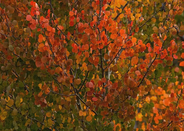 Autumn Greeting Card featuring the photograph Colors of the Aspen by Ernest Echols