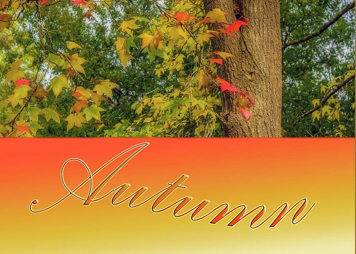 Autumn Greeting Card featuring the photograph Colours of Autumn 2 by Elaine Teague