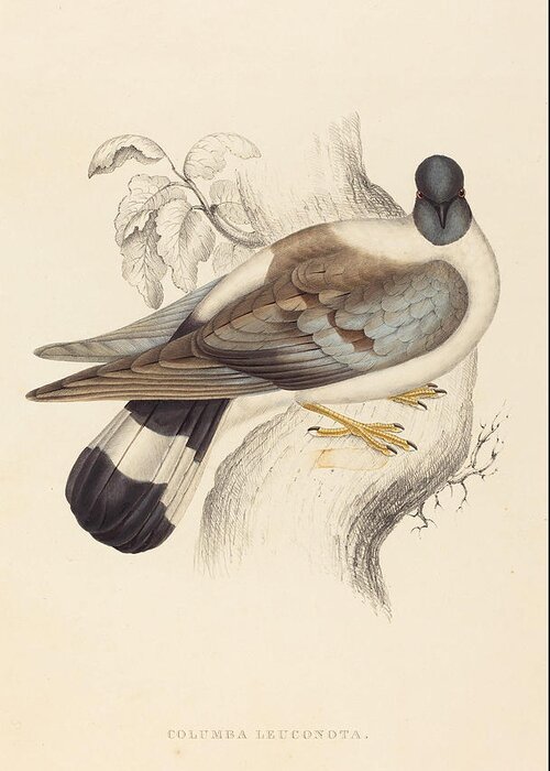 Elizabeth Gould Greeting Card featuring the painting Columba Leuconota Snow Pigeon  by Elizabeth Gould